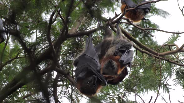 Two Fruit Bats Grooming and Cleaning Themselves Then Wrap Their Wings ...