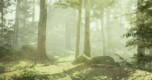 Lush Forest Clearing with Soft Sunlight Filtering Through Trees