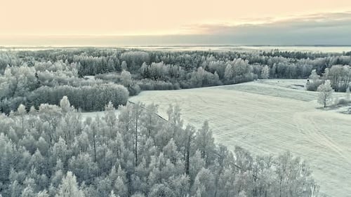 Monochrome On Winterly Forest Park With Dense Pine Trees. Aerial Wide Shot
