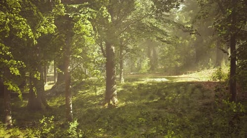 The Sun Shines Through the Trees in the Forest