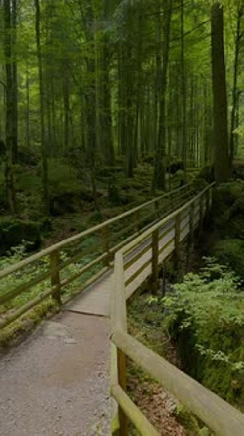 Experimente a Serene Forest Bridge situada no exuberante deserto verde da beleza da natureza