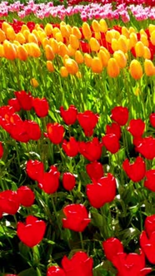 Blooming Tulips in Keukenhof Flower Garden Lisse the Netherlands