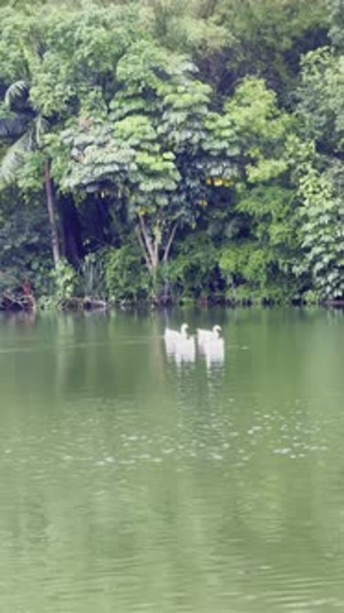 Vertikale Aufnahme mehrerer weißer Enten in der Lagune, umgeben von Vegetation.