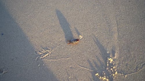 Small Crab Walking on the Wet Sand Beach