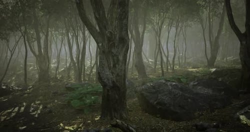 Lush Forest Filled with Mist Ancient Trees and Rocky Terrain During Dawn