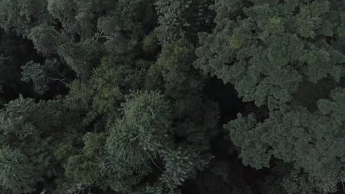 Baumwipfelaufnahme des dichten Regenwaldes