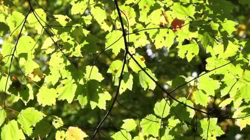 Green tree leaves backlit by the sun.