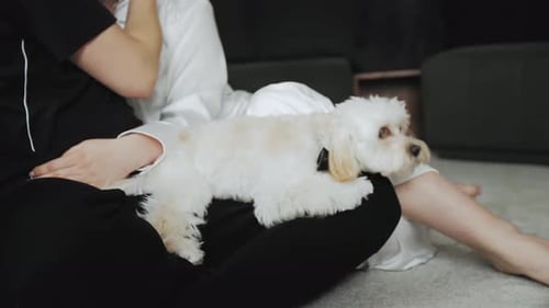 Dog Comfortably Sitting on Woman's Lap