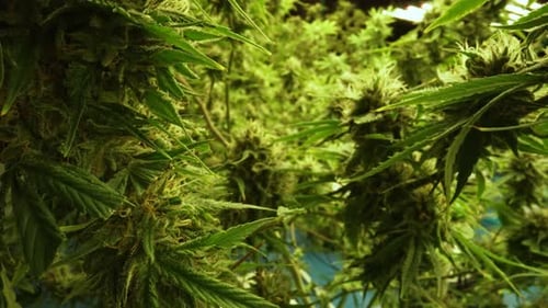 Cannabis Plant in Curative Cannabis Weed Farm for Medical Cannabis Product