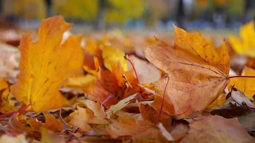 Detail View on Yellow Maple Leaves Falling to Ground in Autumn Park Golden Bright Foliage Covered