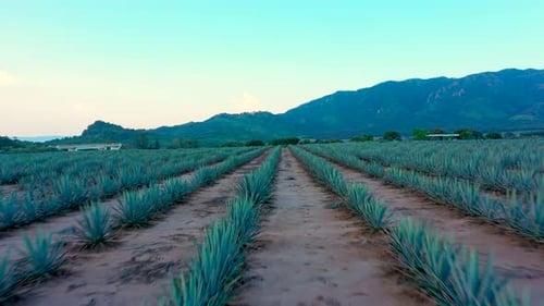 Landscape of agriculture and planting of agave and maguey plant fields produce traditional drink