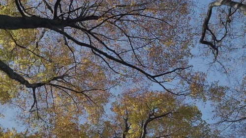 Looking Up at Golden Autumn Tree Canopy