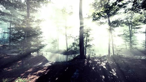 Panoramic View of the Majestic Forest in a Morning Fog