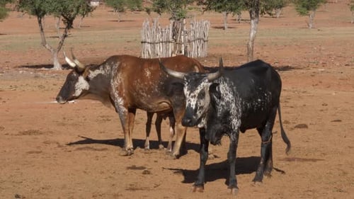 Horned Cattle Resting on the Farm, Dry Climate