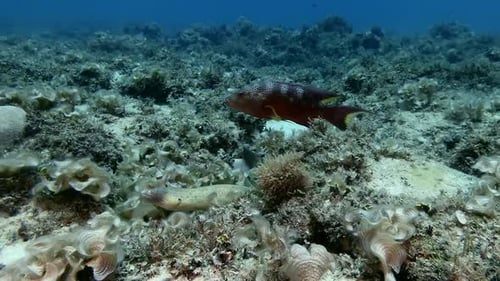 Grouper and Eel Swimming in Underwater Reef