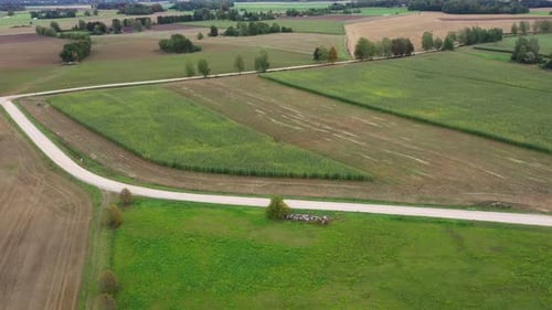 Flying Over Partially Harvested Corn Field. Maize Plantation. aerial