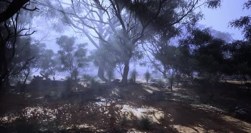 Mysterious Forest Illuminated By Soft Rays of Sunlight in the Morning