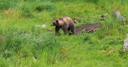 Brown bear at the edge of the forest in Alaska.