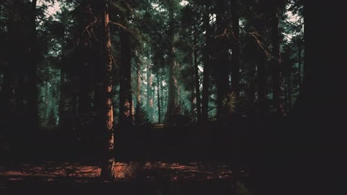 Sunrise Shines Softly on Forest Floor Beneath Towering Trees