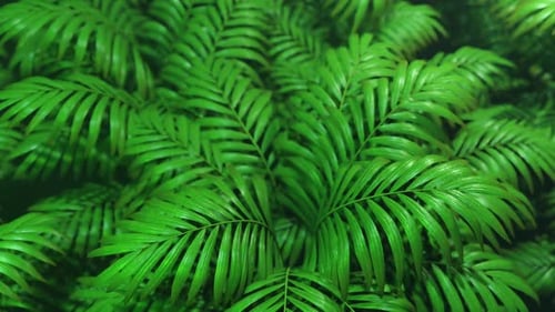 Lush Green Palm Leaves Gently Swaying Seamless Loop Background