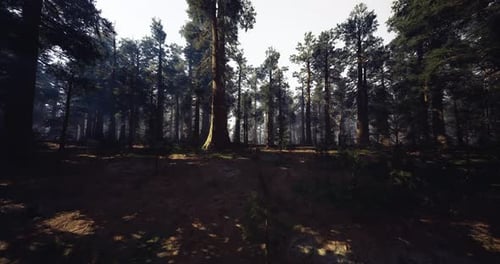 Dusky Forest Shadows Twilight Forest with Towering Trees and Subdued Tones