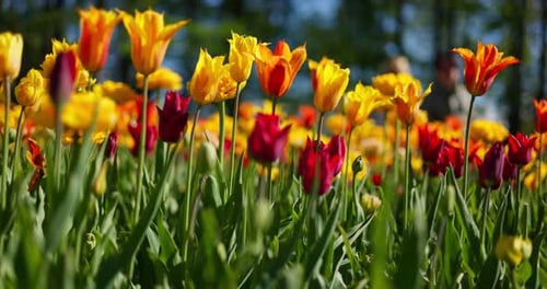 An Idyllic Garden Scene Showcasing Bright Yellow Tulips Illuminated By Warm Sunlight in StPetersburg