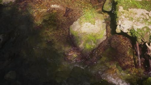 Rocas con hierba y musgo en crecimiento en la orilla poco profunda del río