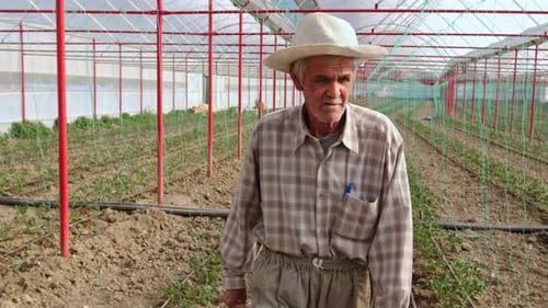 Senior Farmer Walks Through Greenhouse Vegetable Crop