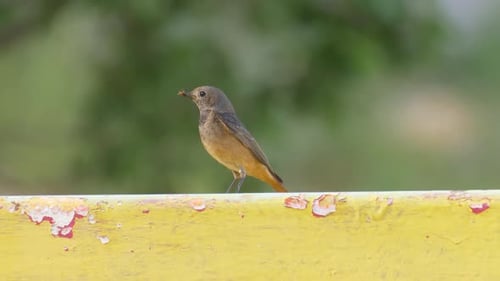 Black redstart male feeding, nest in metal gate,