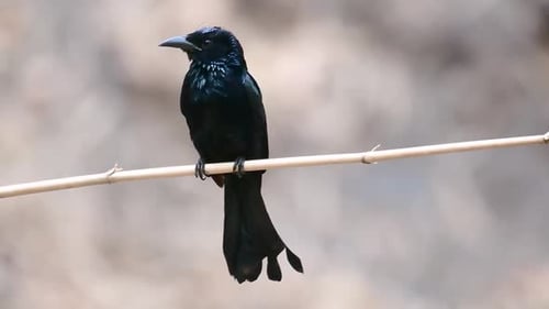 The Hair-crested Drongo or is a bird in Asia from the family Dicruridae which was conspecific with D