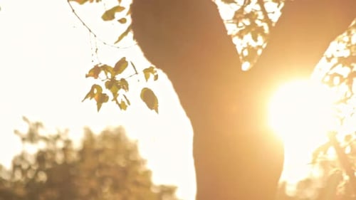 Panoramic view of trees silhouette on summer sunset beautiful evening sunlight