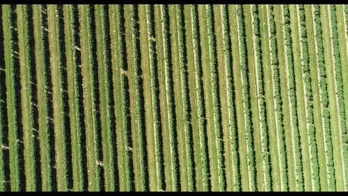 Blackcurrant fruit commercial crop in the UK