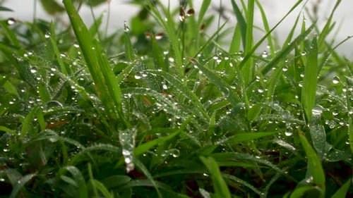 Dew drops on the grass shining in morning.