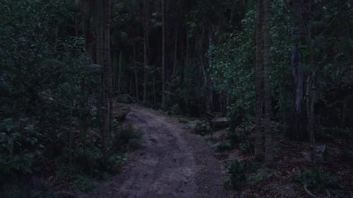 Dark Forest Path Winding Through Dense Trees at Twilight Hour