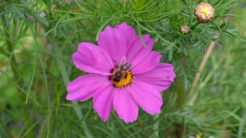 Honey Bee Pollinating a Pink Cosmos Flower in Spring.