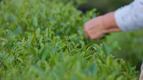 Woman Working on a Plantation Picking Fresh Tea Leaves By Hand A Female Picks Tea Leaves From Lush