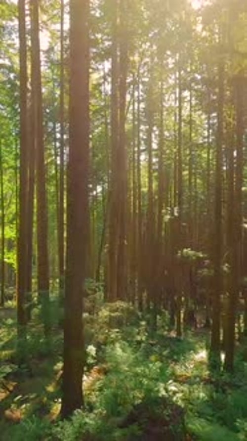 Smooth Flight Between the Trees Close to Branches in a Fabulous Forest