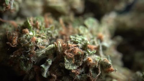 Makroaufnahme einer grünen, getrimmten medizinischen Marihuana-Knospe aus extremer Nähe. Dolly ist zurück bei RACK FOCUS
.