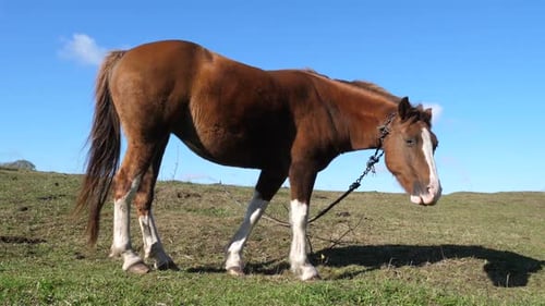43. Horses graze in the field. Agriculture. Caring for horses.