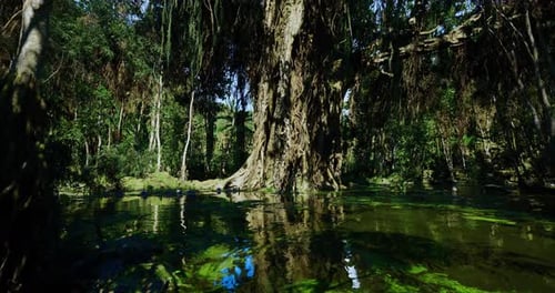Habitat paisible de mangrove avec des reflets brillants et une biodiversité dynamique