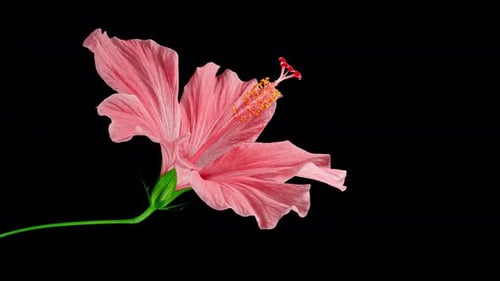 Pink Hibiscus Opens Big Flower in Time Lapse on a Green Variegated Leaves. Blooming Red Plant