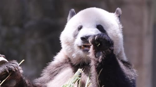 Panda Close Up Eating