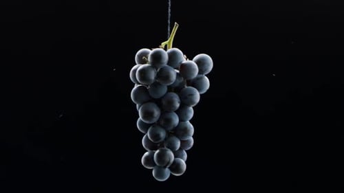 Grapes Close Up Loop Motion Wunderschönes Stock-Bildmaterial für Weinwerbung