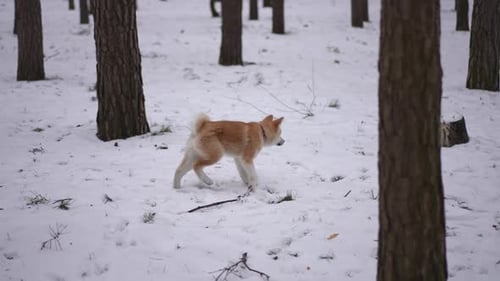 Side View Portrait of Furry Cute Puppy Looking Away Start Running Leaving in Slow Motion Wide Shot