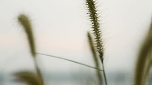 Grass Spikelets, wild plant swaying in the breeze,Steadi shot