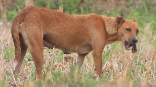 Wild Dog eating pig legs ...