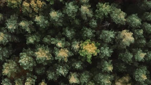 Top Down Aerial Autumn Forest Fall Woodland