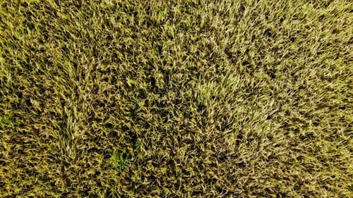 Aerial view of agriculture in rice fields for cultivation. a green rice field waving in the wind, Gr