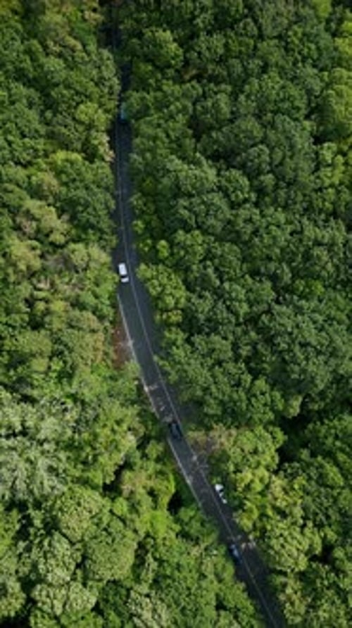 Drone Video of a Car Driving Through a Winding Road Surrounded By Dense Green Forest The Serene