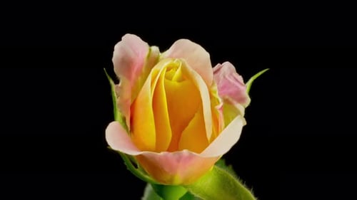 Time Lapse of a Rose Opening and Decaying